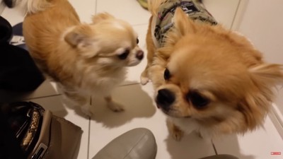 ぽん太くんをお見送り