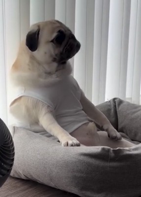 ゆったりと座る犬