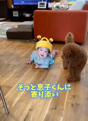 心配そうに見守る犬