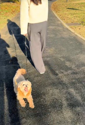 お散歩中のチャックくん