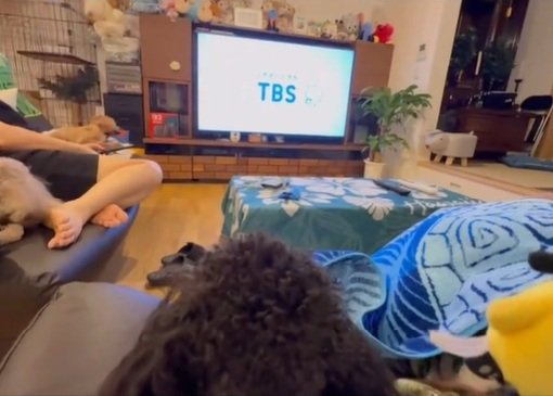 テレビを見るある君