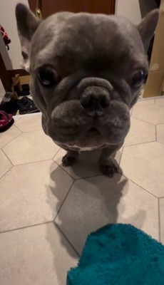 正面を見ている犬の前に緑色のタオル