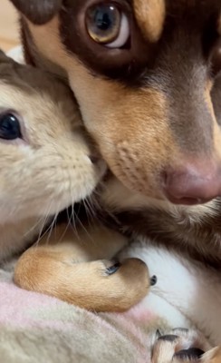 鼻をくっつけるウサギ