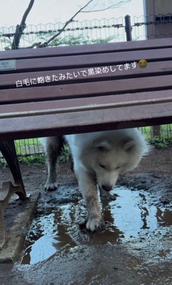 ベンチの下の水たまりに