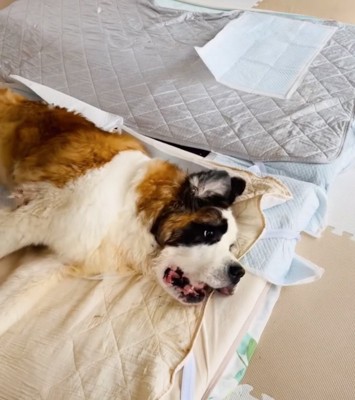 寝たきりの超大型犬