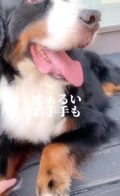 本物のカイちゃんとそっくり！