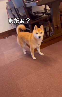 お母さんに確認する小春ちゃん