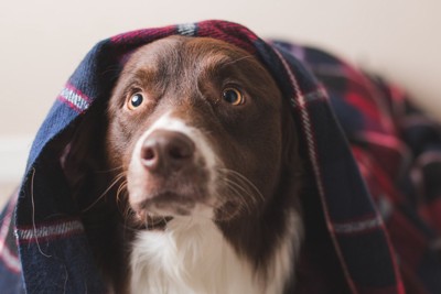 ブランケットをかぶる犬