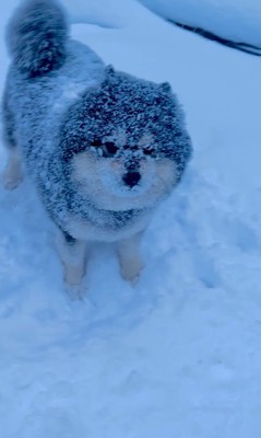 龍之介くんの雪遊び7