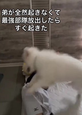 「朝だよ！起きて～！！」