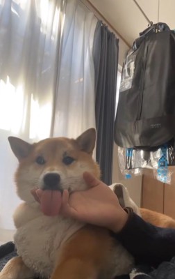 アゴの下を撫でられながら舌をベロンと出す柴犬