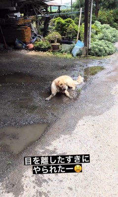 水溜まりに入るむぎちゃん3