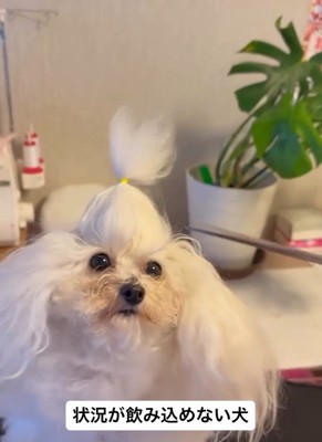 はさみが近づく糸ちゃん