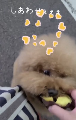 焼き芋に夢中な犬