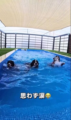 プールで泳ぐ大型犬たちの友情⑩