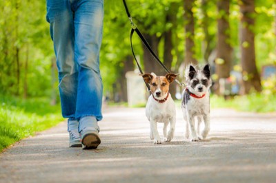 2匹の犬を散歩する