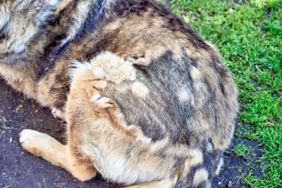 換毛中、犬のおしり周り
