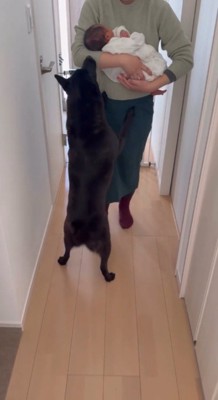 リビングに向かう飼い主の足に前足をかける犬