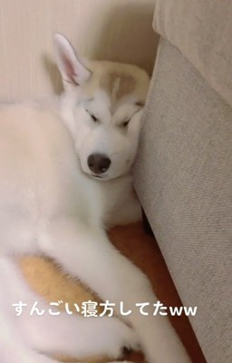 奇抜な寝方のきなこちゃん2