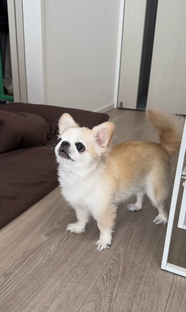 フローリングに立つチワワとペキニーズのミックス犬