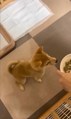 えだまめ君の初めての「待て」6