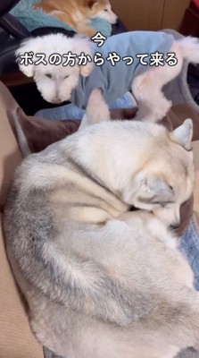 ソファの上に乗るハスキー犬とトイプードル