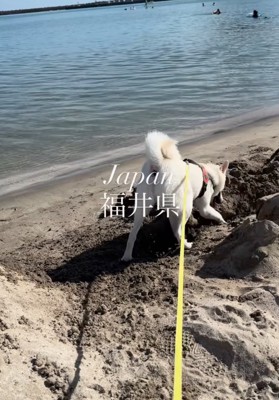 海で穴掘りする犬