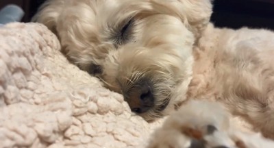 ため息をつくワンコ