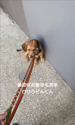 お迎え後のどん君の変化4