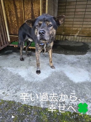 飼い主を待ち続けていました