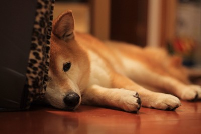 ぐったりしている柴犬