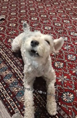 怒り続けるえびすくん