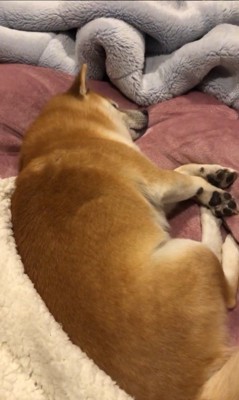 飼い主さんの隣で寝るちゃこさん2