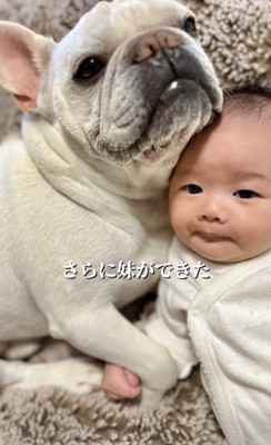赤ちゃんを抱くように寄り添う犬