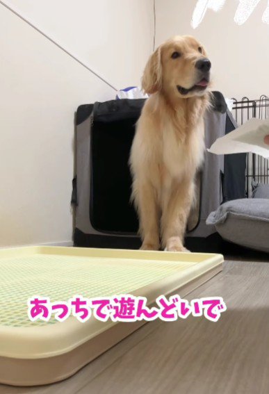 向こうで遊んでおいで