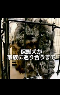 おこげちゃんが幸せを掴むまで