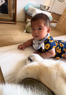 カメラ目線の赤ちゃん