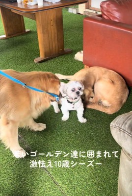 大型犬に囲まれたしろ君6