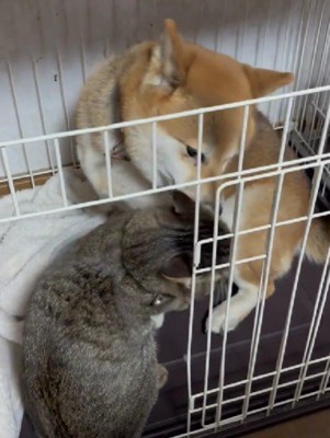 カップルみたいな2匹にホッコリ