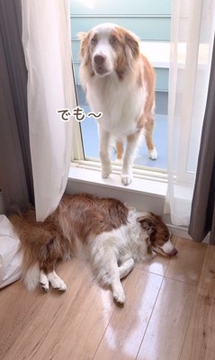 ベランダから戻れないガルチェロくん4