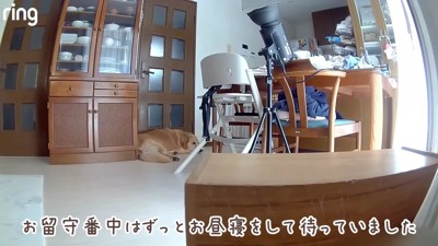 お留守番の様子