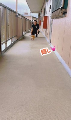手を伸ばして座っている飼い主の足元にいるチワワ「嬉し♡」