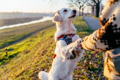 散歩中に飼い主と手をつないで立ち上がる犬