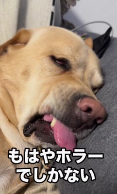 「ホラーでしかない」