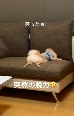 脱力するぽんちゃん