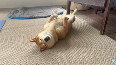 豪快かつ美しい寝姿！