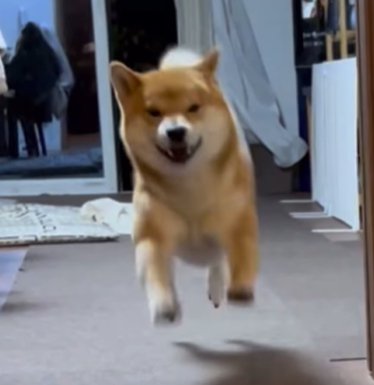 嬉しそうに走り寄ってくる柴犬