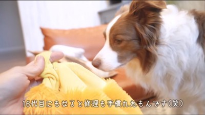 ぬいぐるみを持つ女性の手元を見つめる犬