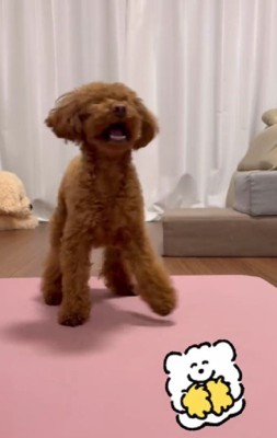 ボールキャッチ大好き!