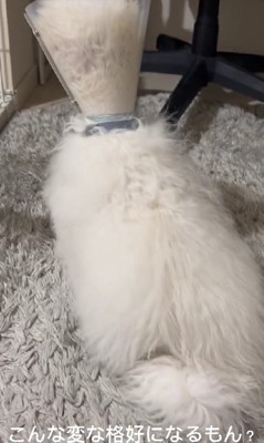 後ろ姿が謎すぎる！！